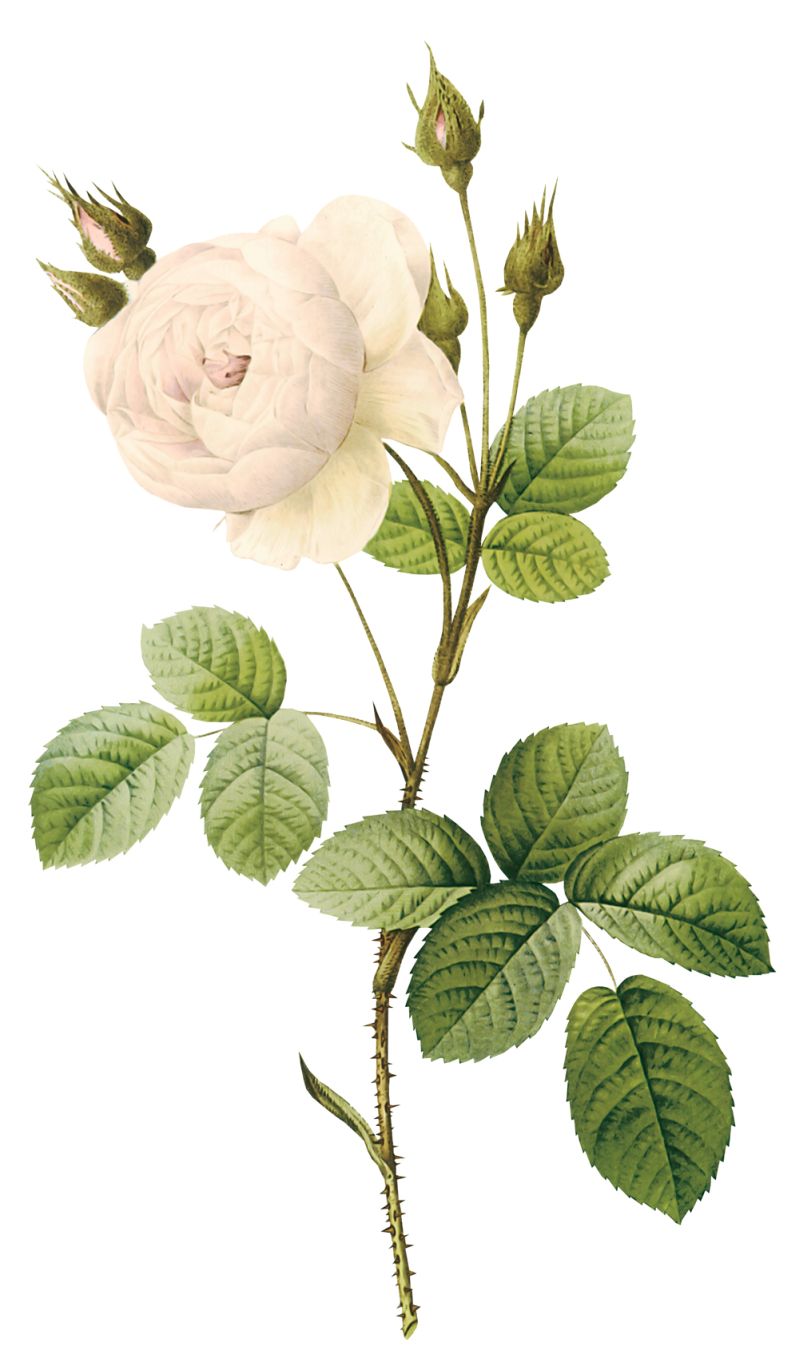 White rose PNG image, flower white rose PNG picture    图片编号:2798