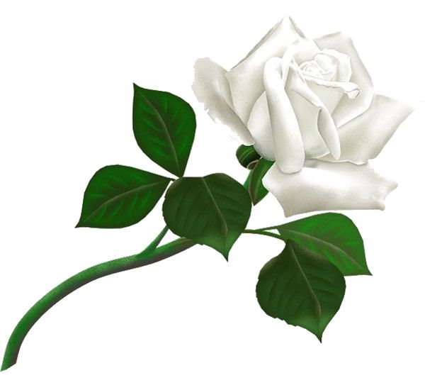 White rose PNG image, flower white rose PNG picture    图片编号:2799