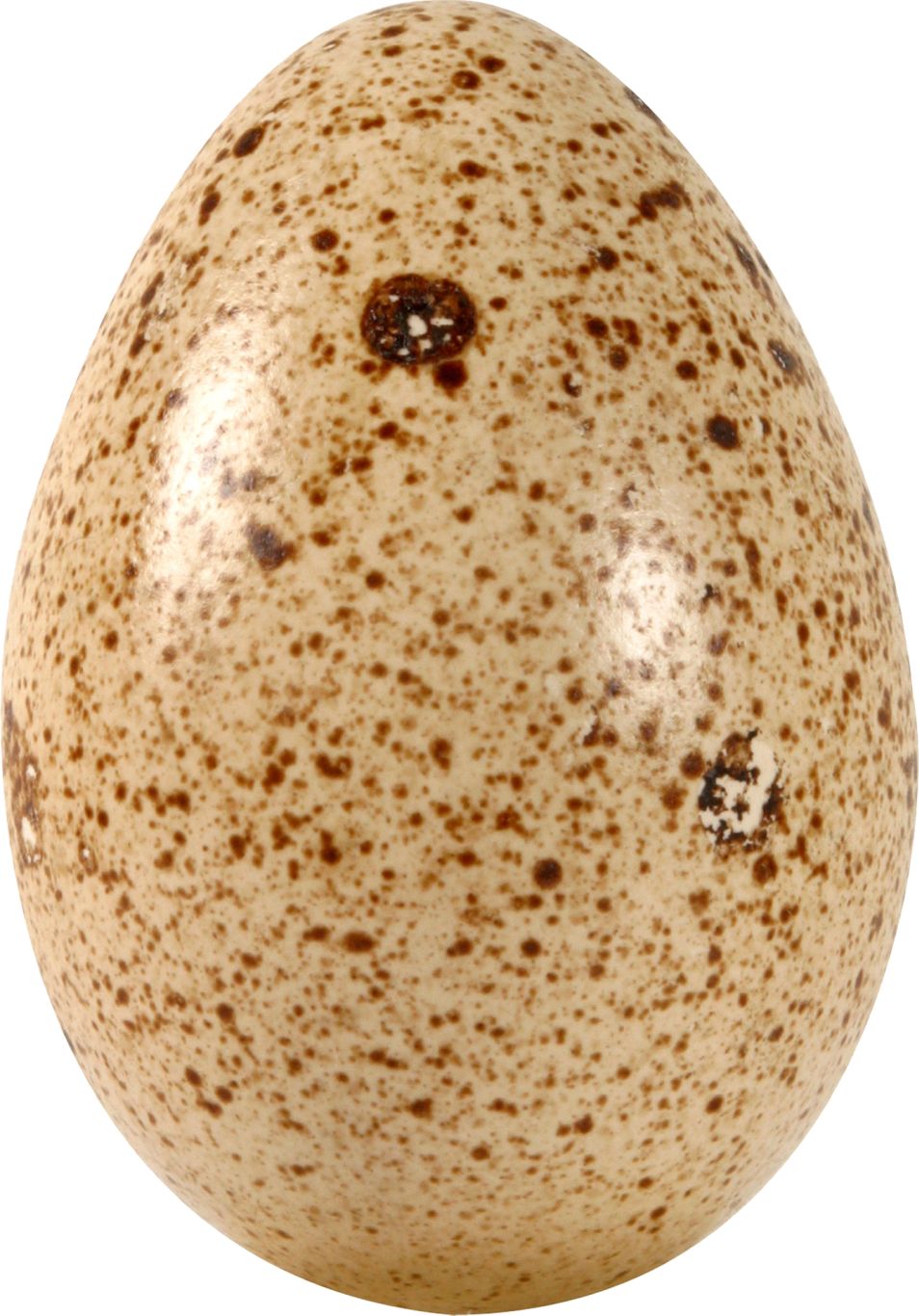 egg PNG    图片编号:40794