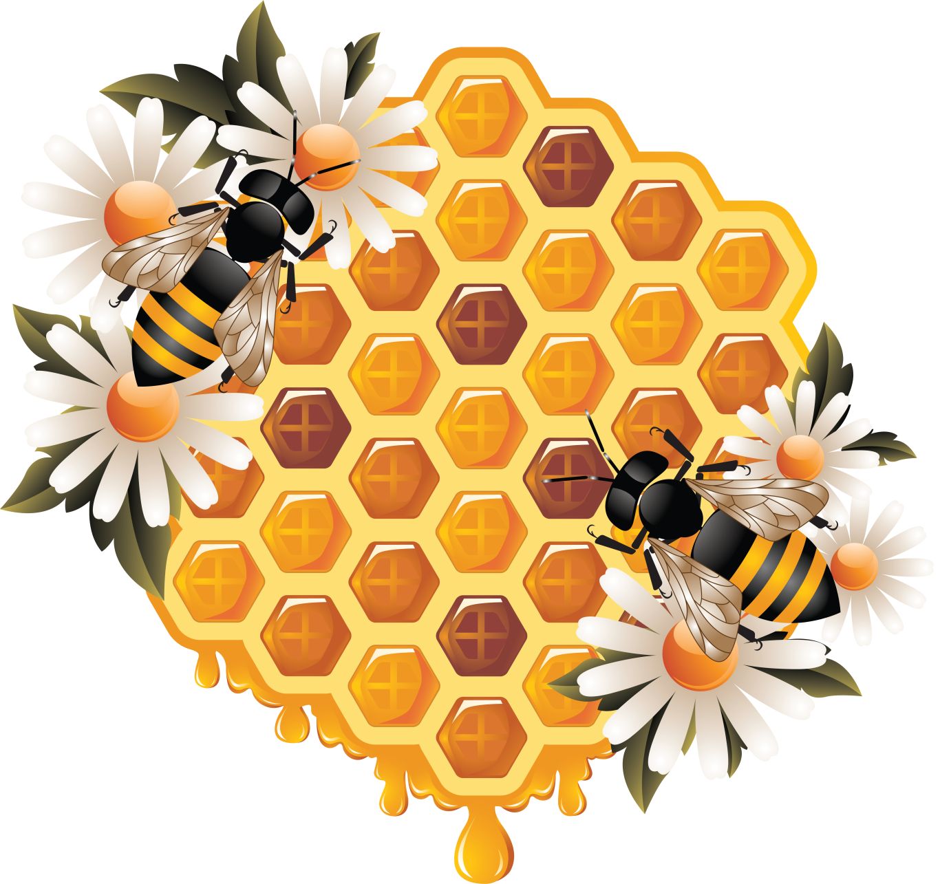 Honey PNG    图片编号:86323