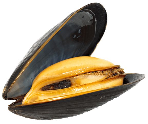 Mussel PNG    图片编号:106370