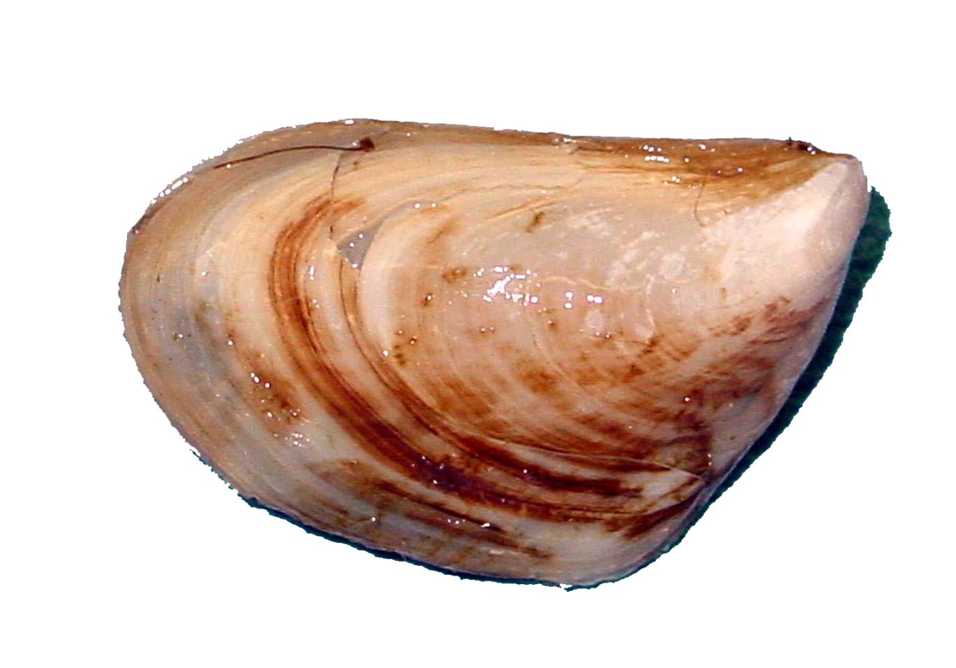 Mussel PNG    图片编号:106381
