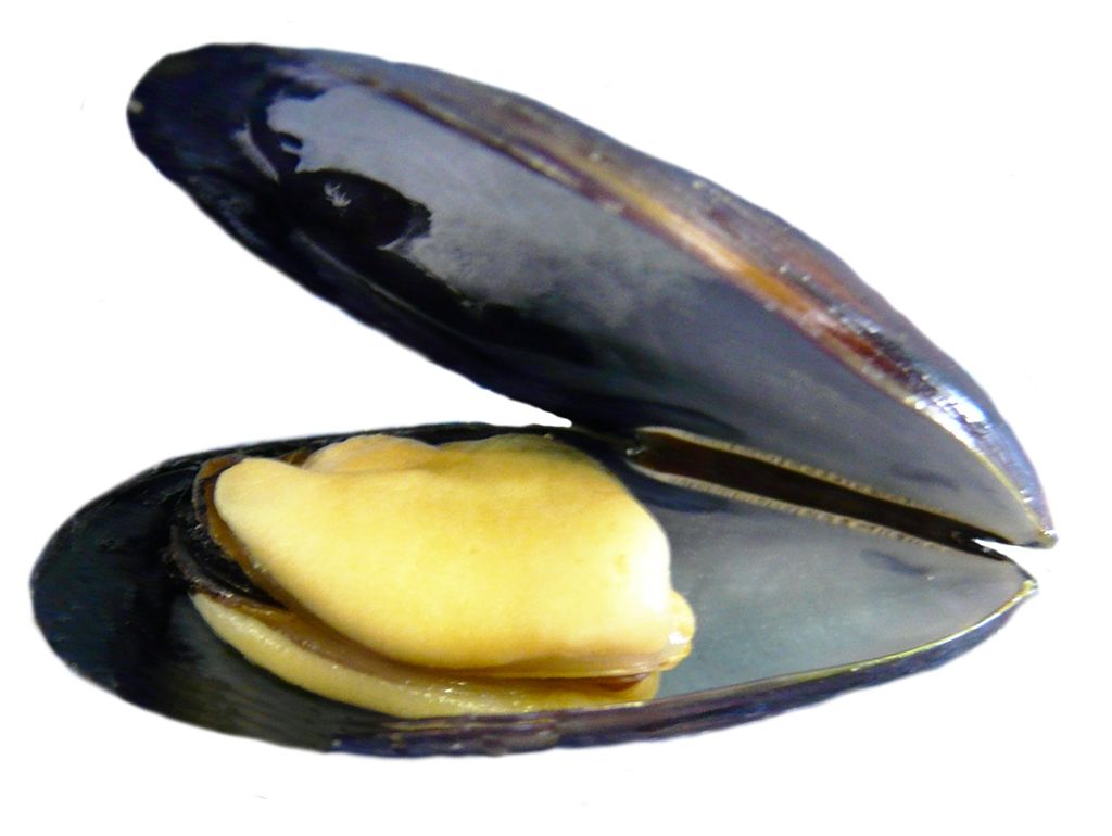 Mussel PNG    图片编号:106400