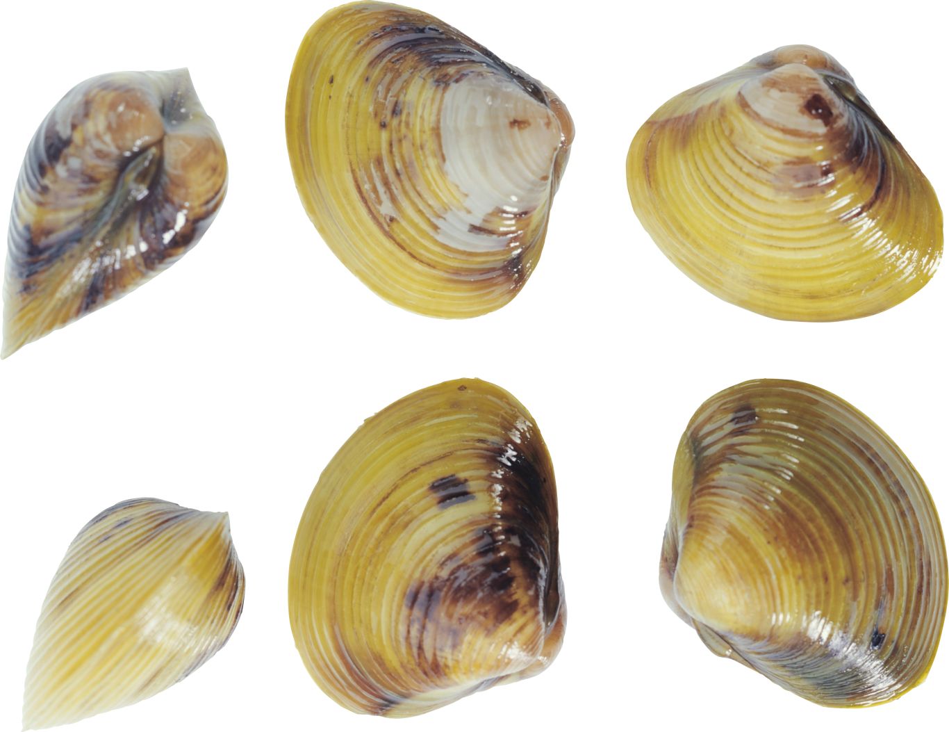Mussel PNG    图片编号:106414