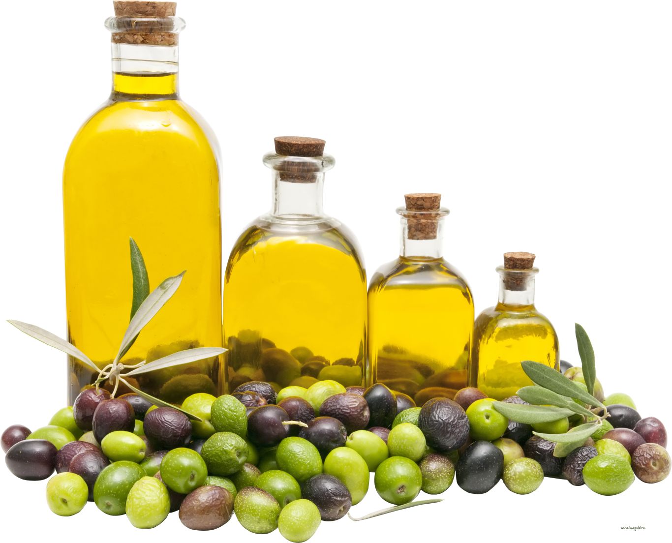 Olive oil PNG    图片编号:98565