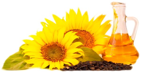 Sunflower oil PNG    图片编号:21168