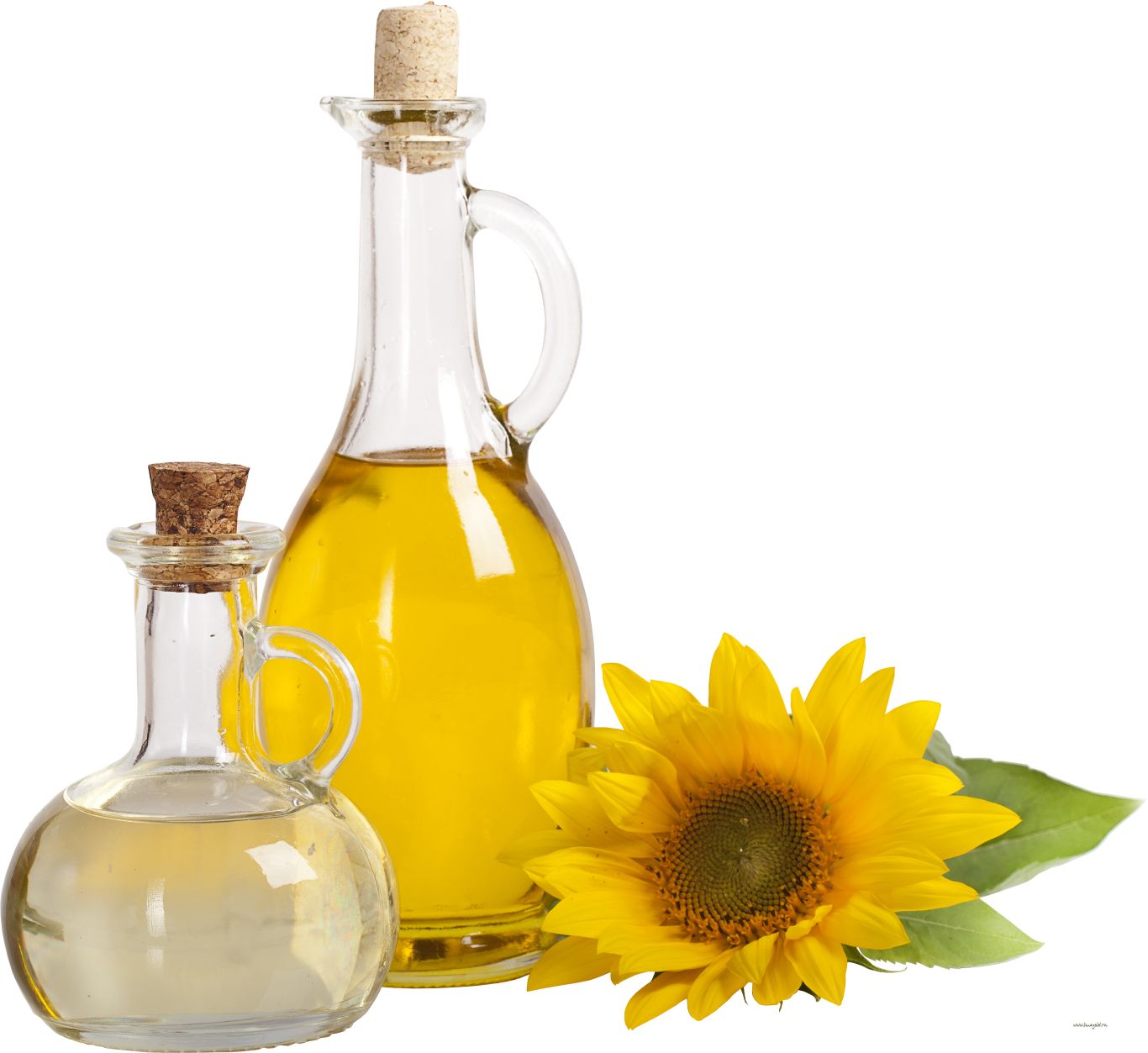 Sunflower oil PNG    图片编号:98801