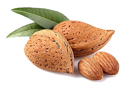 Almonds with leaves PNG    图片编号:50646
