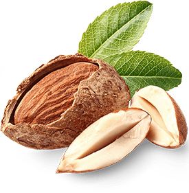 Almond with green leaves PNG    图片编号:50683