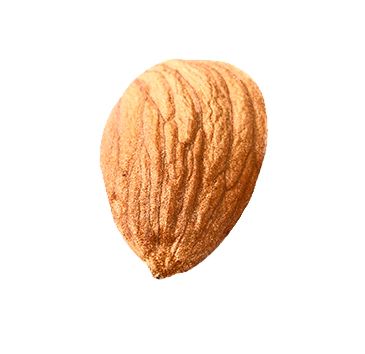 Almond seed PNG    图片编号:50690