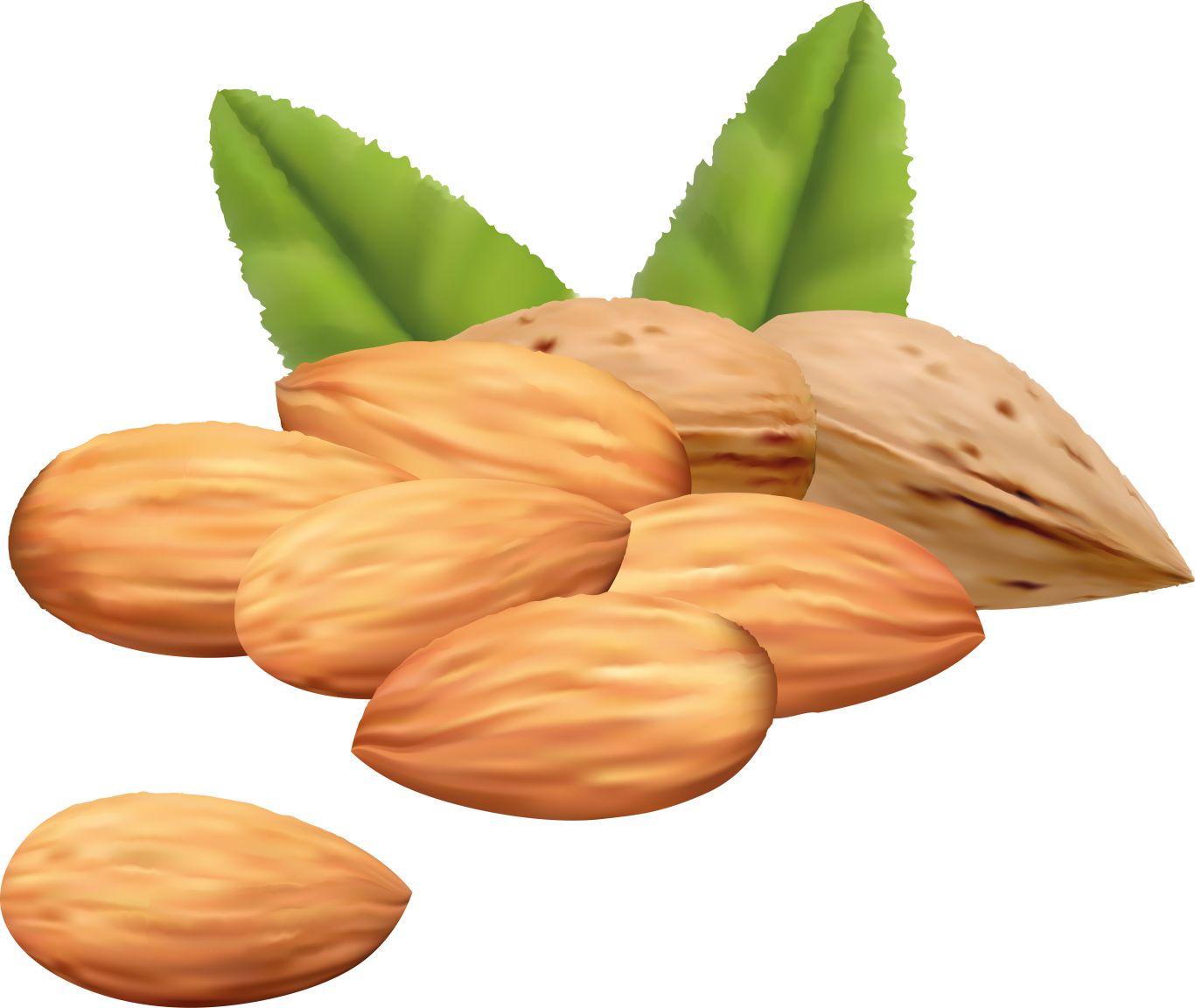 Almonds with leaves PNG    图片编号:50698