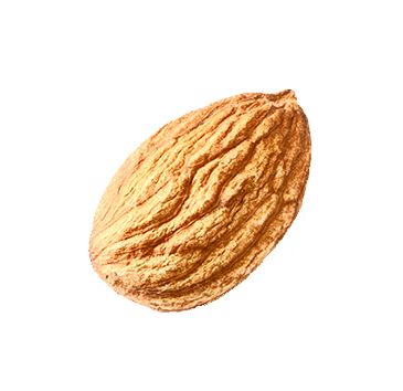 one almond PNG    图片编号:50708
