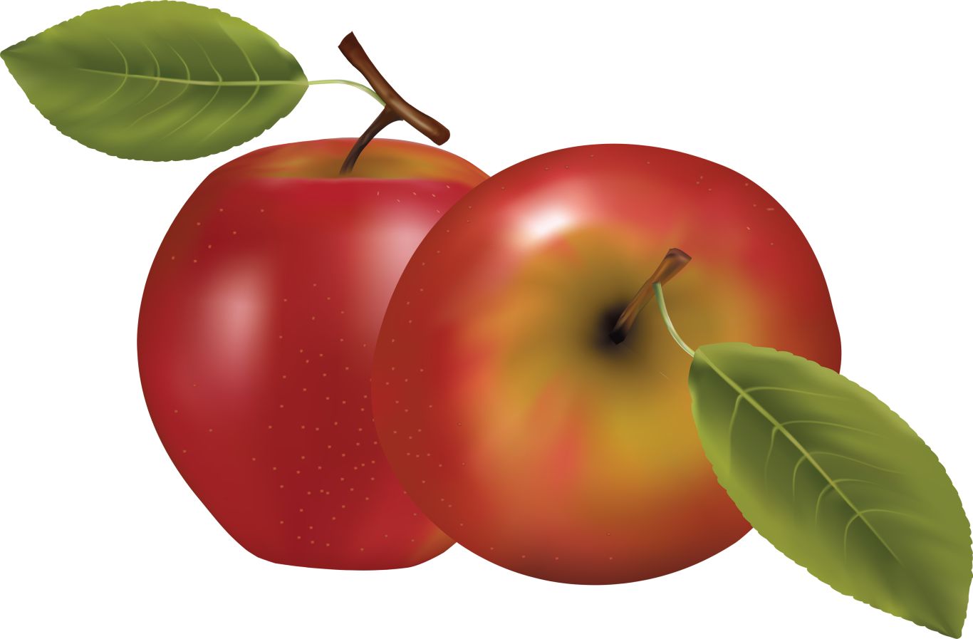 two red apples PNG    图片编号:12451