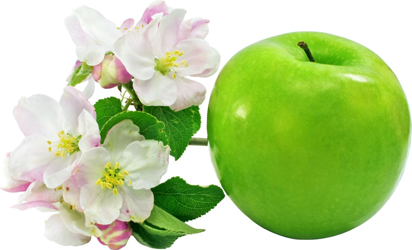 apple with flowers PNG    图片编号:12467