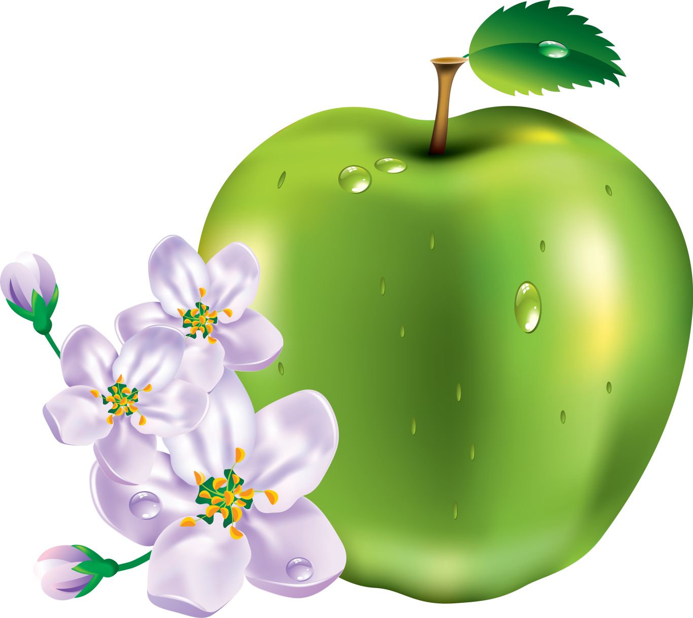 Apple with flowers PNG    图片编号:12476