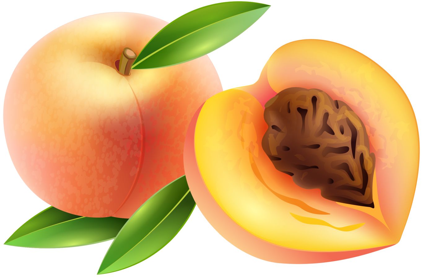 Sliced apricot PNG    图片编号:104201