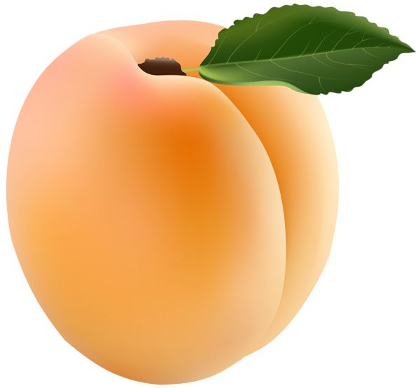 Apricot PNG    图片编号:104210