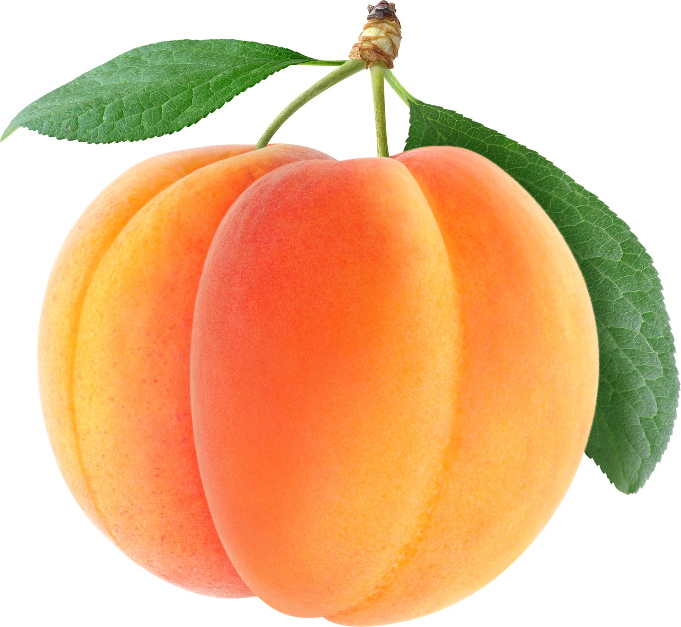 big apricots PNG    图片编号:104235