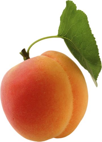 Apricot PNG transparent image    图片编号:12634