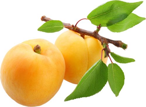 Apricots with leaves PNG    图片编号:12636