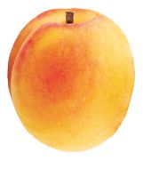 Apricot PNG    图片编号:12648