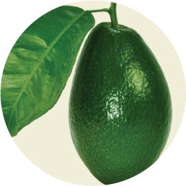 Avocado with leaf PNG    图片编号:15504