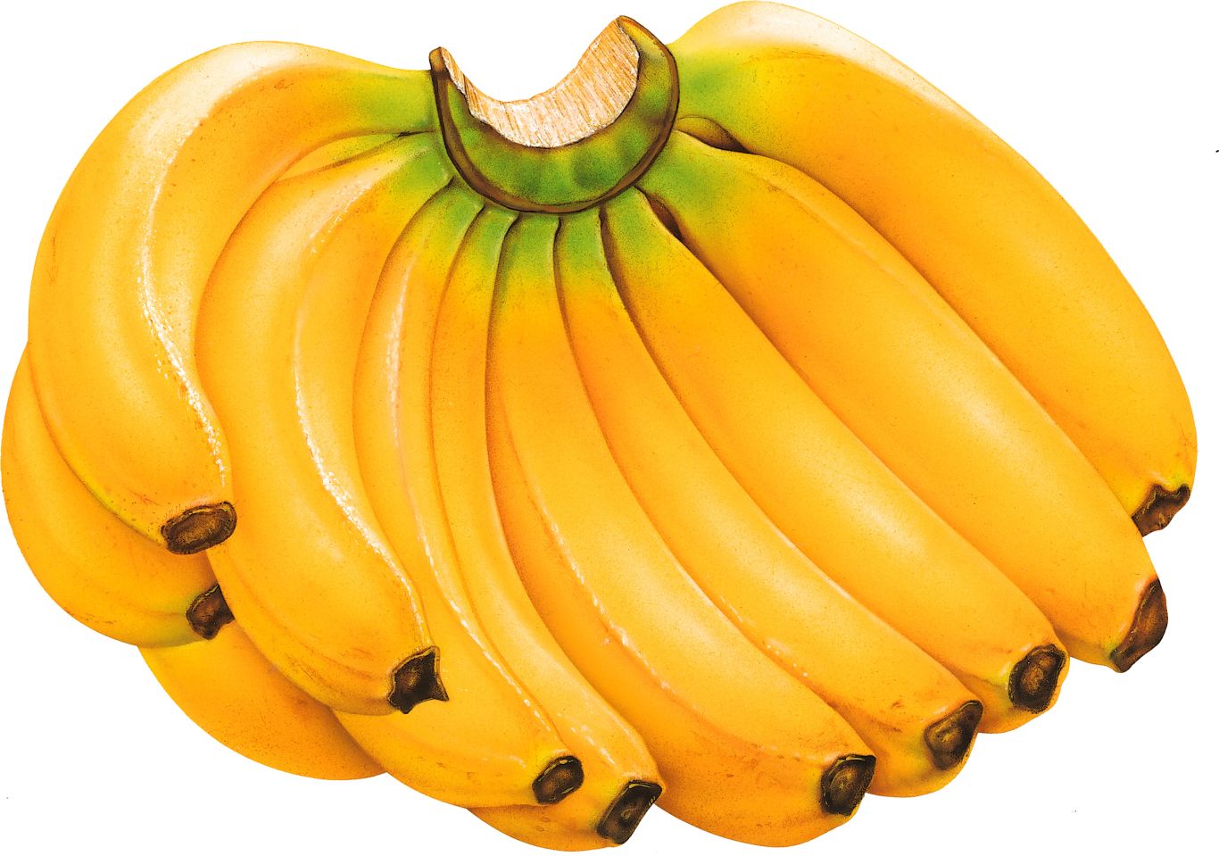 Many bananas PNG picture    图片编号:817