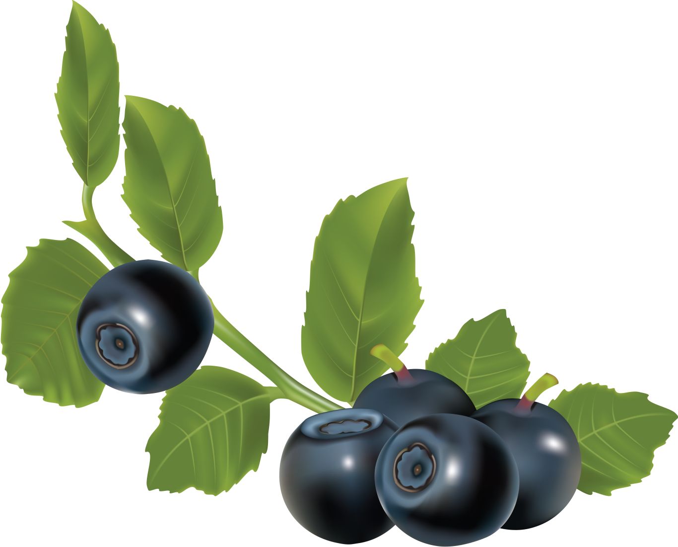 Blueberries PNG    图片编号:26685