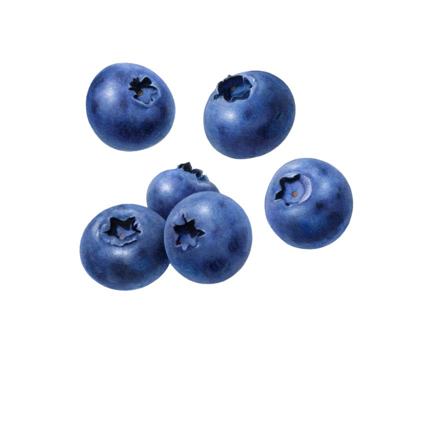 Blueberries PNG    图片编号:26690