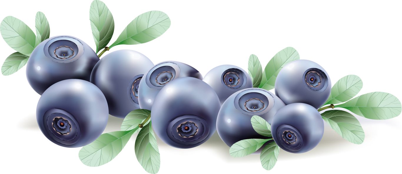 Blueberries PNG    图片编号:26674