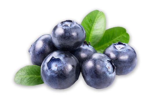 Blueberries PNG    图片编号:26709