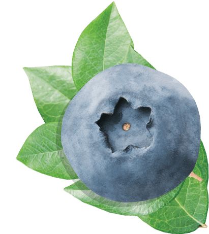 Blueberries PNG    图片编号:26712