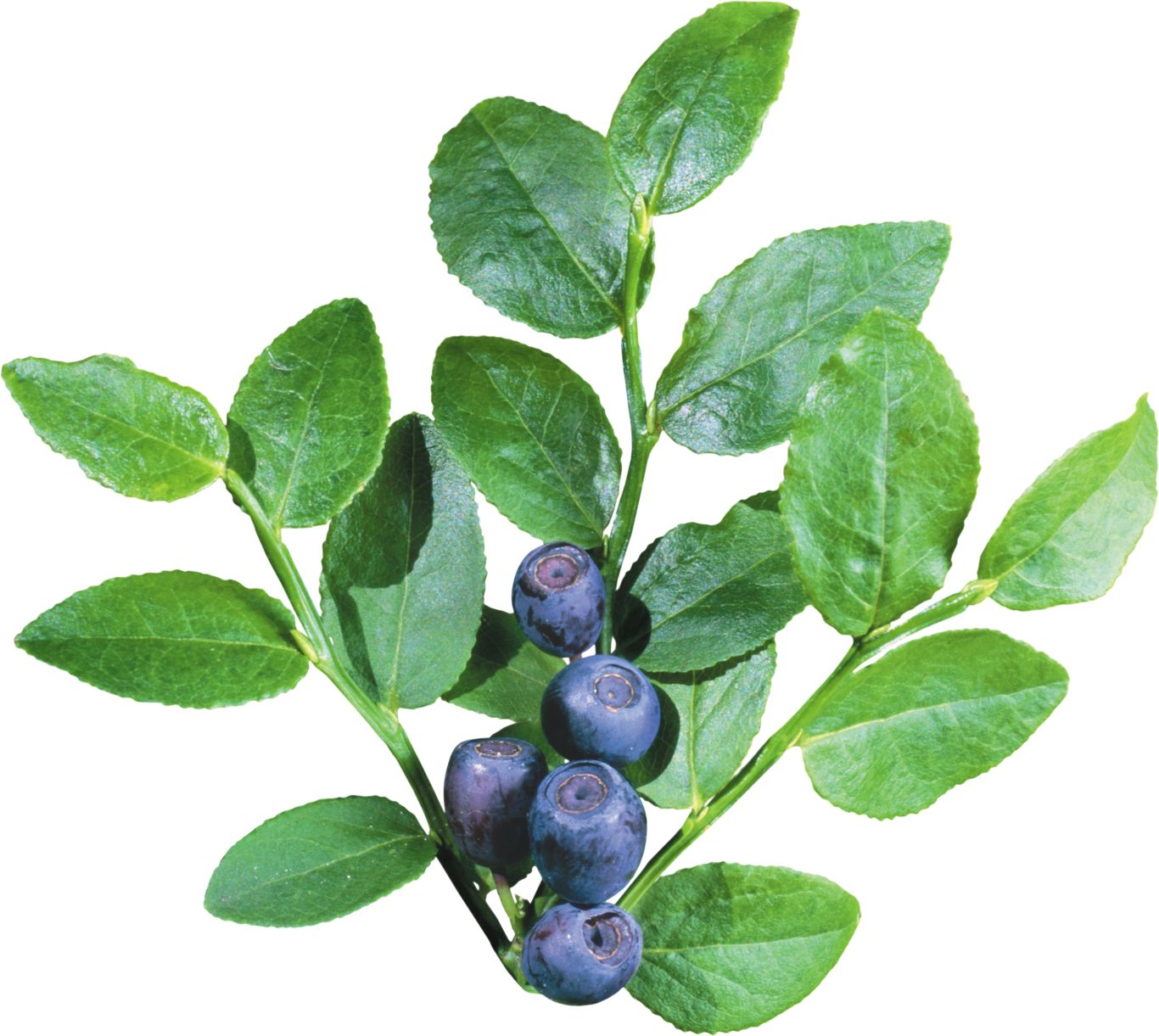 Blueberries PNG    图片编号:26730
