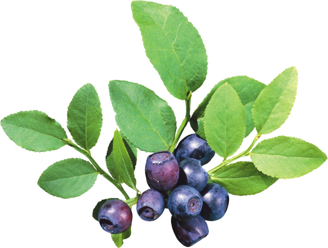 Blueberries PNG    图片编号:26731