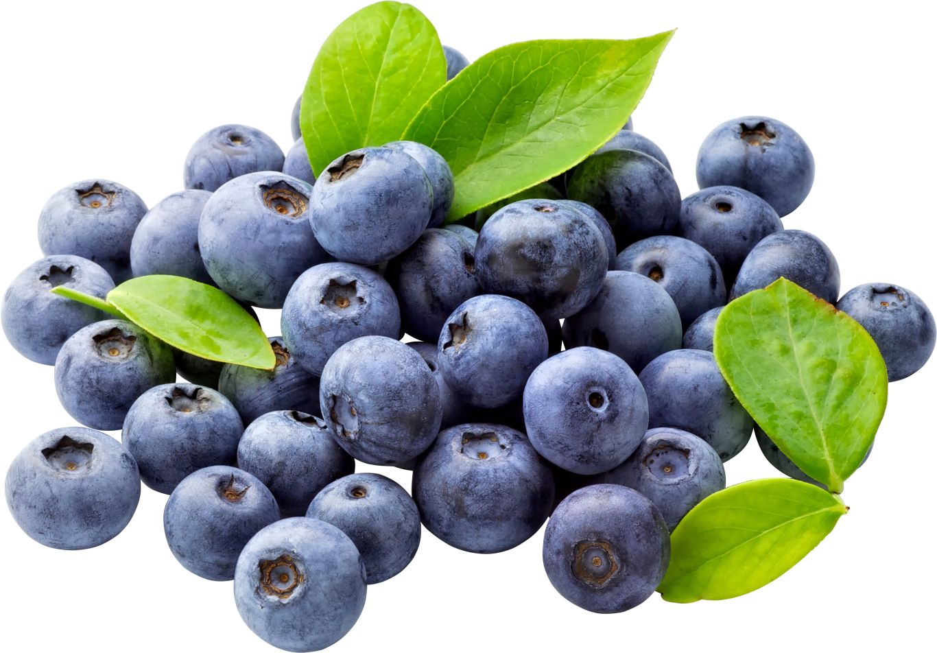 Blueberries PNG    图片编号:26737