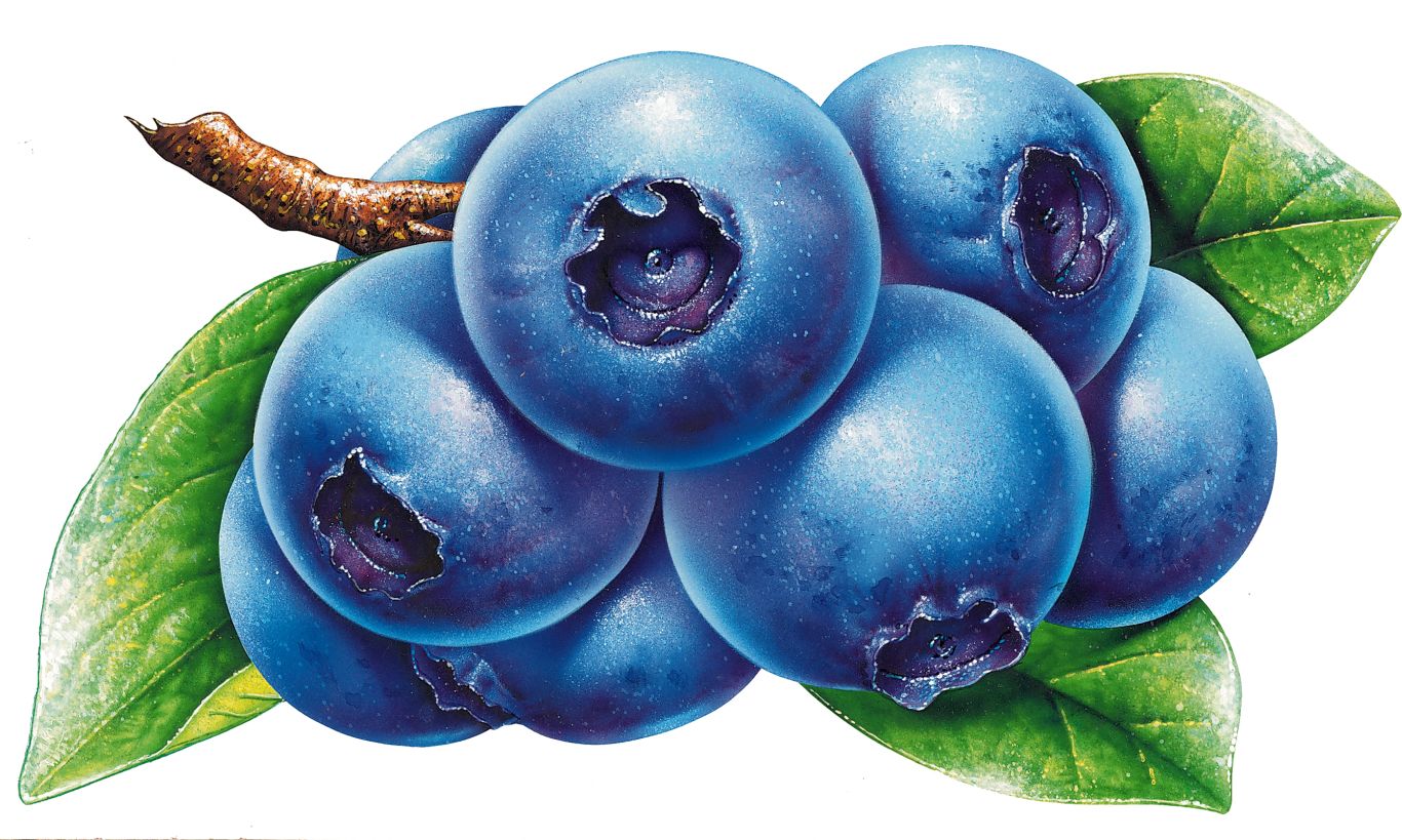 Blueberries PNG    图片编号:26679