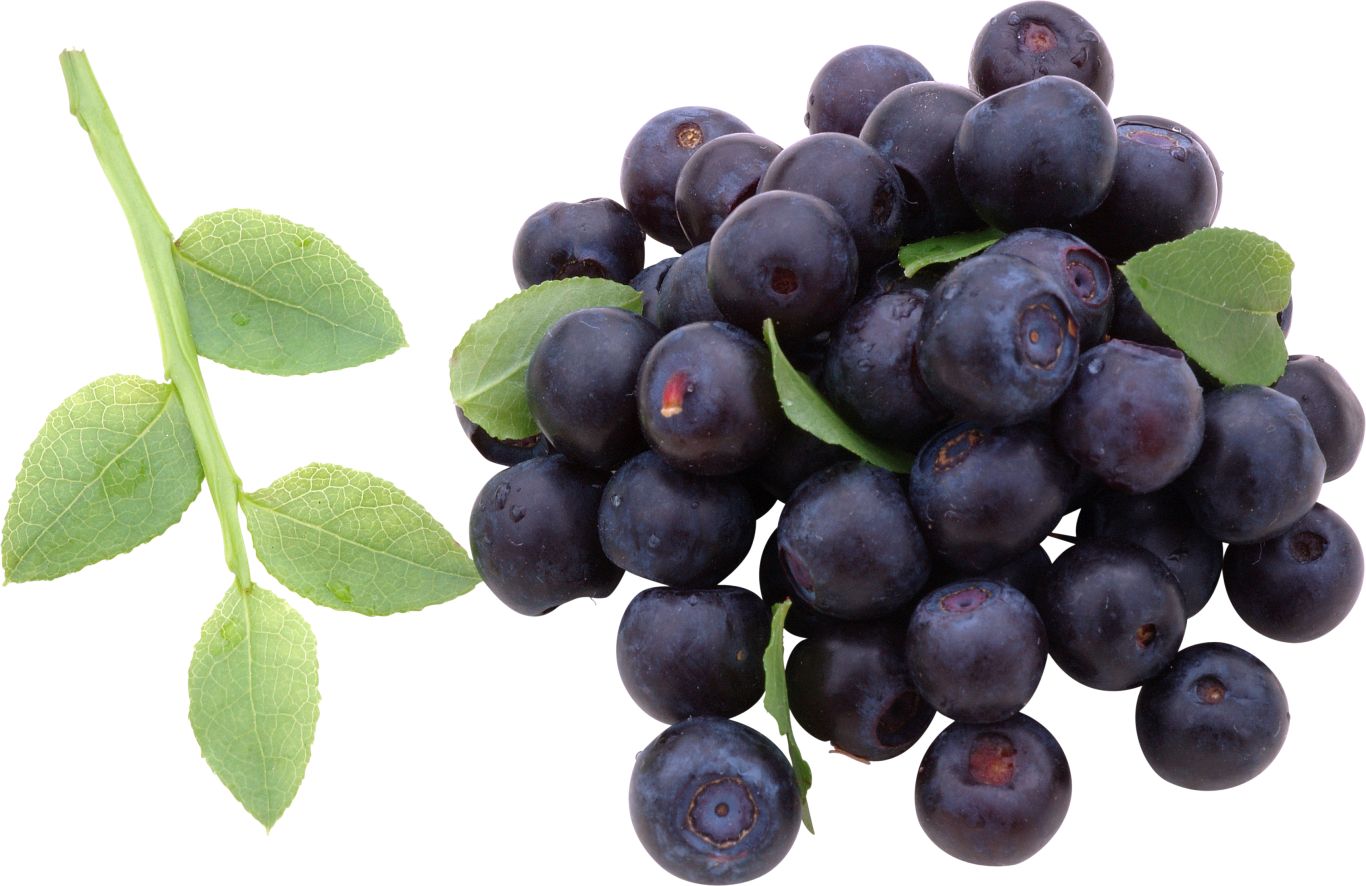 Blueberries PNG    图片编号:26681