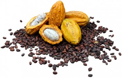 Cacao PNG    图片编号:41990