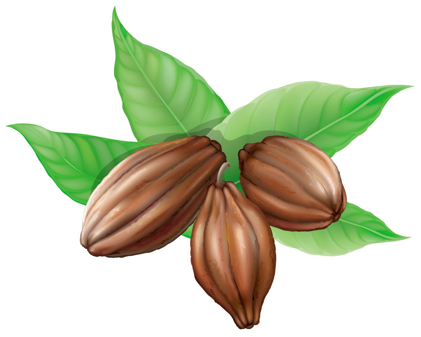 Cacao PNG    图片编号:42002