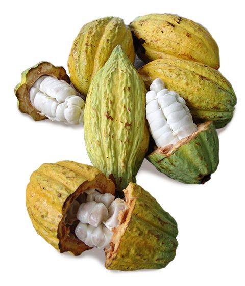 Cacao PNG    图片编号:42006