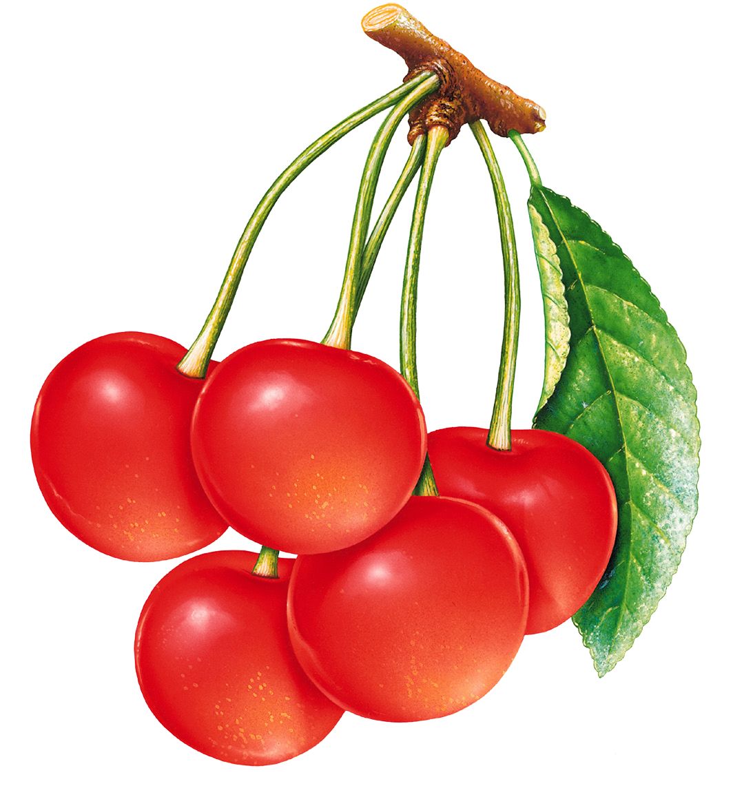 red cherry PNG image, free download    图片编号:630