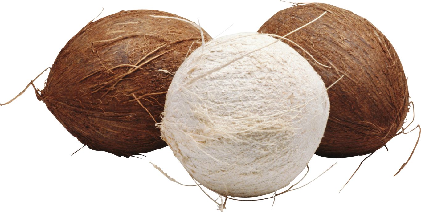 Coconut PNG image    图片编号:9133