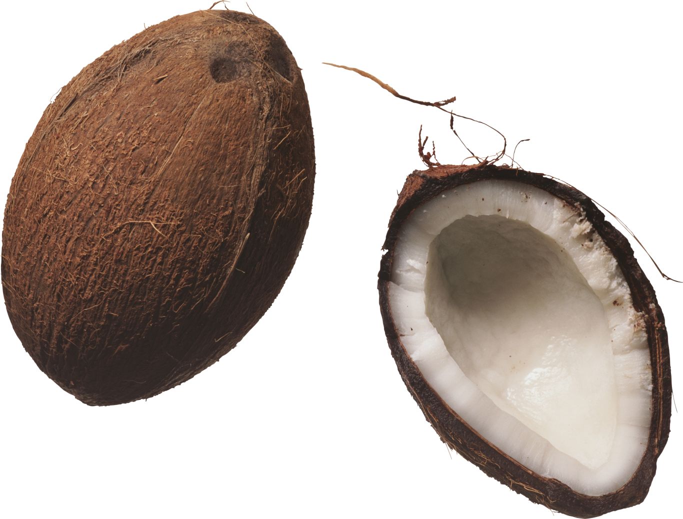 Coconut PNG image    图片编号:9135
