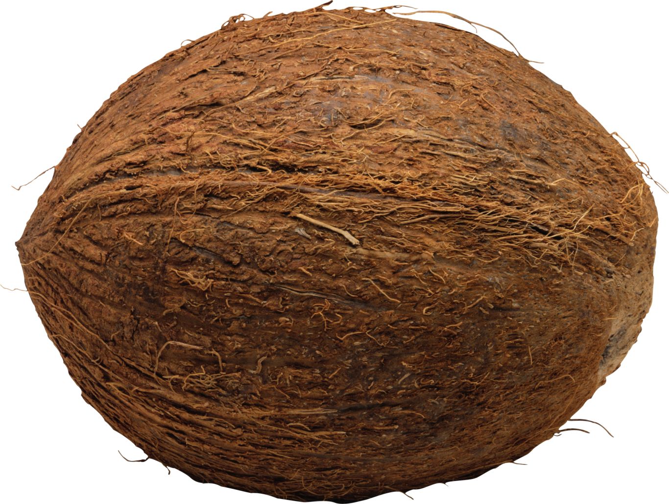Coconut PNG image    图片编号:9136