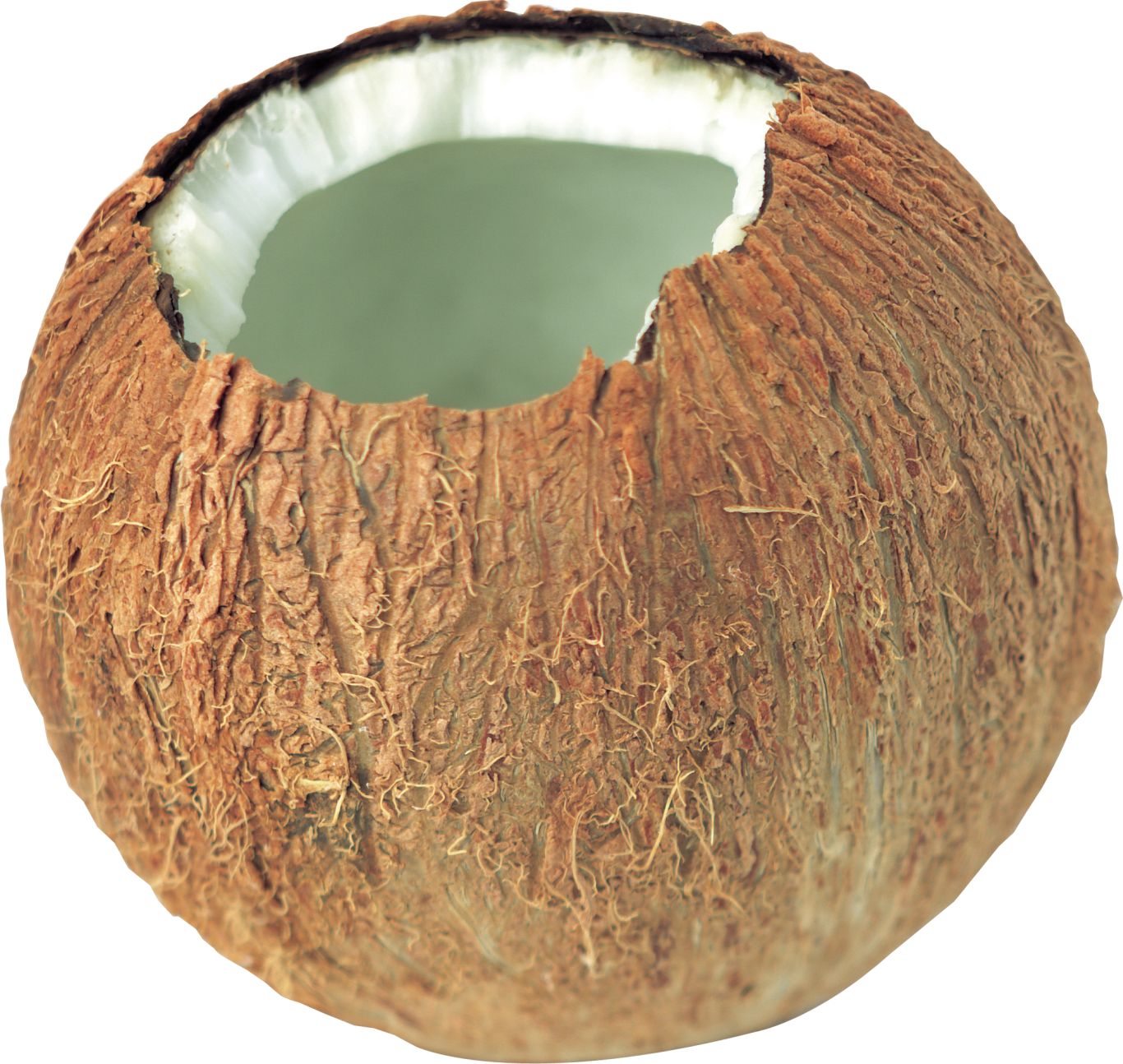 Coconut PNG image    图片编号:9137