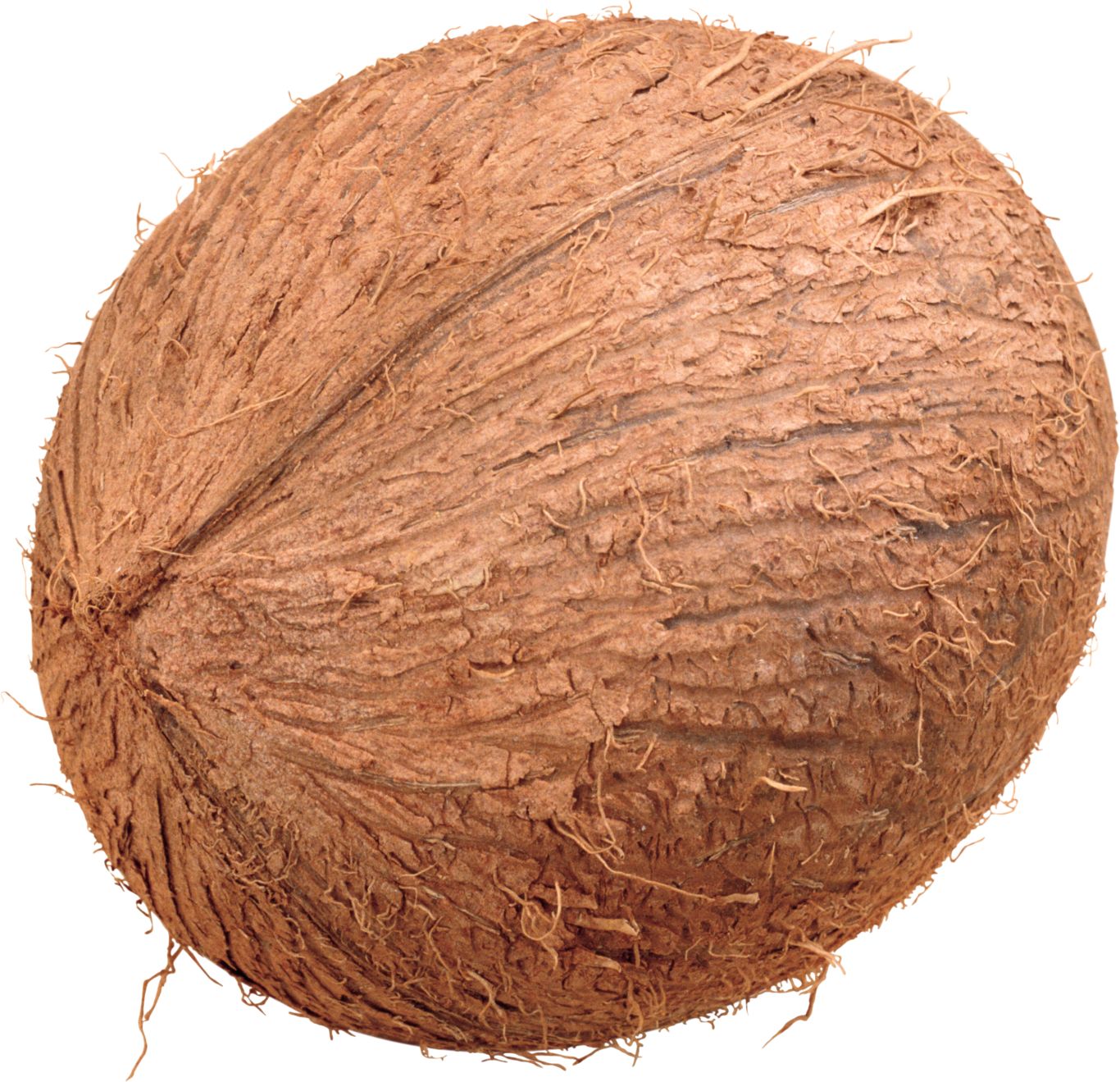 Coconut PNG image    图片编号:9139
