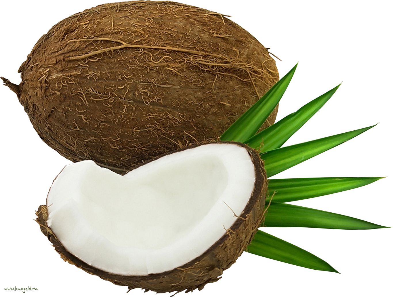 Coconut PNG image    图片编号:9140