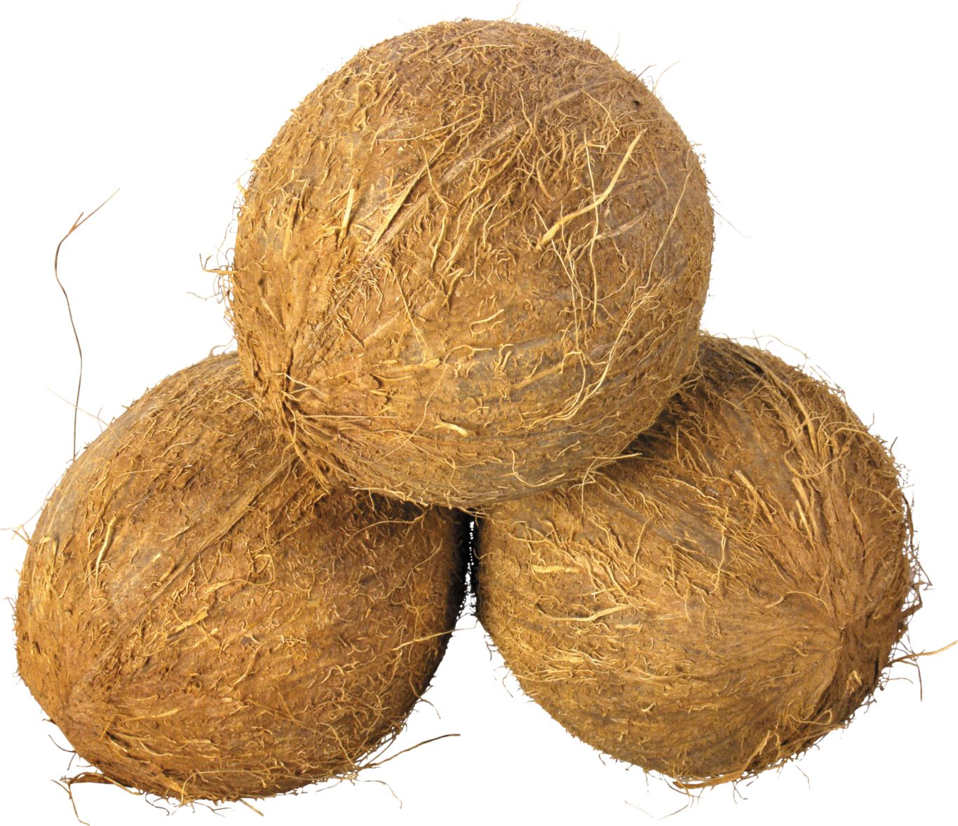 Coconuts PNG image    图片编号:9141