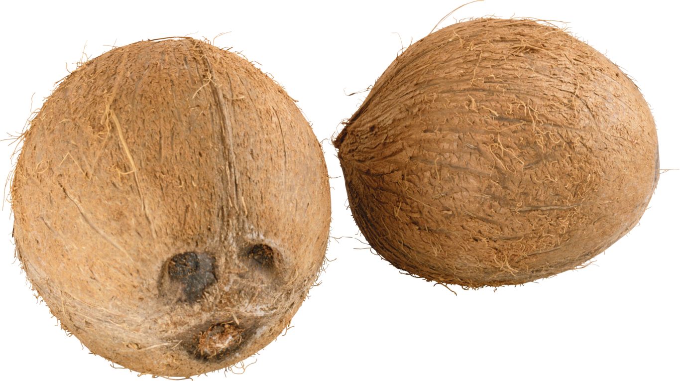 Coconut PNG image    图片编号:9142