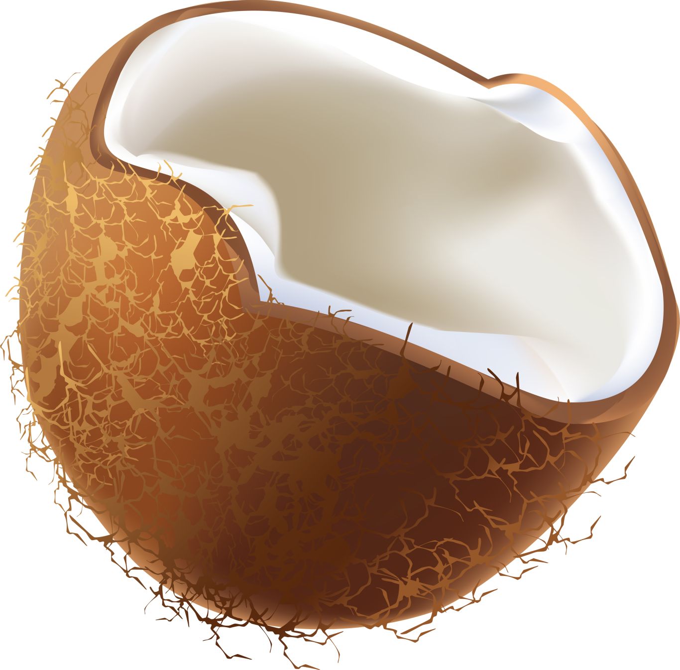 Coconut PNG image    图片编号:9144